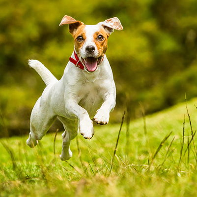 Produto nutritivo da saúde do animal de estimação do cuidado do suplemento ao pó branco do OEM