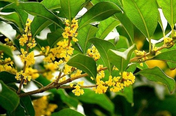 Substituição saudável de folhas orgânicas naturais para chá chá preto de osmanthus