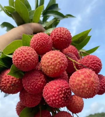 Comércio a retalho Bebidas sólidas de alta qualidade Suco de lichi em pó Lichi em pó Litchi em pó